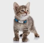 Dog Cat ID Tag for Collar Engraved Anti-lost Pet ID Tags Personalized Name plate - Image 5